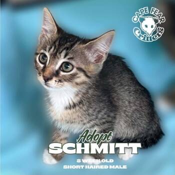 Schmitt -  Domestic Short Hair Cat for Adoption in Wilmington, North Carolina - Schmitt | PetCurious