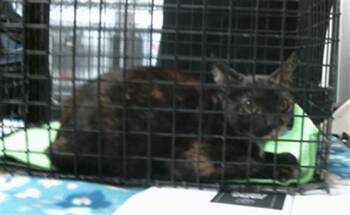 A2093636 -  Domestic Short Hair Cat for Adoption in Houston, Texas - A2093636 | PetCurious