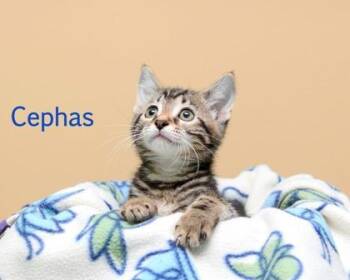 Cephas -  Domestic Short Hair Cat for Adoption in Parma, Ohio - Cephas | PetCurious