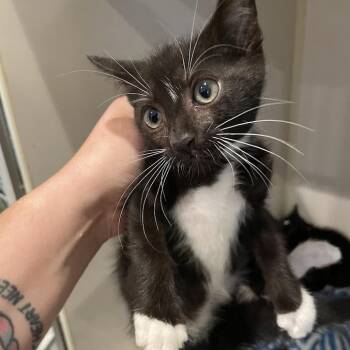 Pax -  Domestic Short Hair Cat for Adoption in Port Charlotte, Florida - Pax | PetCurious