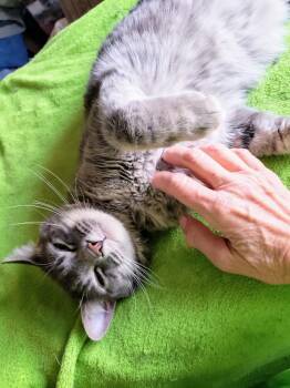 Rescue Domestic Short Hair Cats for Adoption in Villa Park, California - Ojo | PetCurious