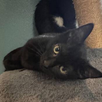 Chocolate Truffle -  Domestic Short Hair Cat for Adoption in Titusville, Florida - Chocolate Truffle | PetCurious