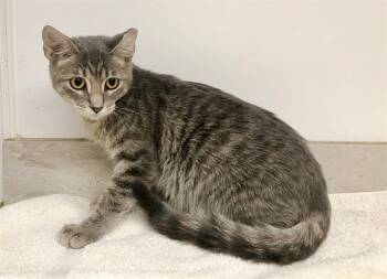 Rescue Domestic Short Hair Cats for Adoption in Brentwood, Missouri - BASTIEN | PetCurious