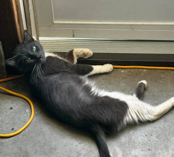 Rescue Domestic Short Hair Cats for Adoption in St. Cloud, Minnesota - Badger | PetCurious