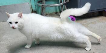 Domestic Short Hair Cats Available for Adoption - 260129  Lilo | PetCurious