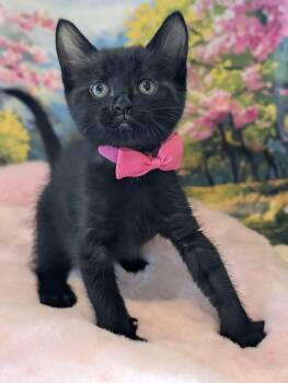 Chia -  Domestic Short Hair Cat for Adoption in Fremont, California - Chia | PetCurious