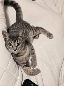 Rescue Domestic Short Hair Cats for Adoption in Boca Raton, Florida - Mako | PetCurious