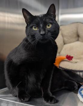 Sofia -  Domestic Short Hair Cat for Adoption in Plainfield, New Jersey - Sofia | PetCurious