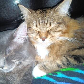 Domestic Medium Hair Cats Available for Adoption in Chattanooga, Tennessee - Darwin | PetCurious