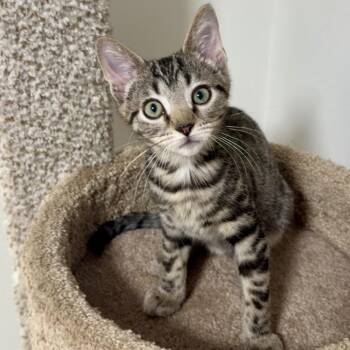 Fujifilm -  Domestic Short Hair Cat for Adoption in Richmond, Virginia - Fujifilm | PetCurious