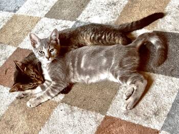 Finn & Toran Woodcrest -  Domestic Short Hair Cat for Adoption in Philadelphia, Pennsylvania - Finn & Toran Woodcrest | PetCurious