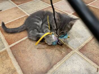 Mick -  Domestic Short Hair Cat for Adoption in Walled Lake, Michigan - Mick | PetCurious