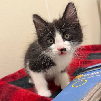 Louis -  Domestic Long Hair Cat for Adoption in Enfield, New Hampshire - Louis | PetCurious