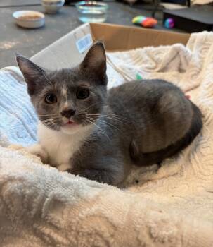 MC -  Domestic Short Hair Cat for Adoption in Woodinville, Washington - MC | PetCurious