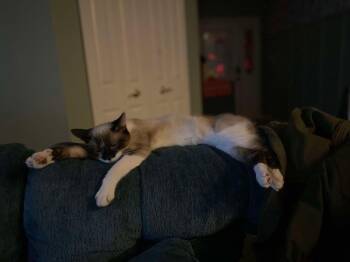 Manx and Snowshoe Cats Available for Adoption - Artemis | PetCurious