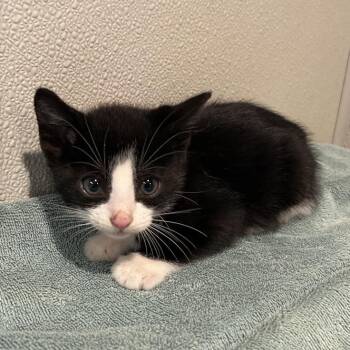 Chili* -  Domestic Short Hair Cat for Adoption in San Gabriel, California - Chili* | PetCurious