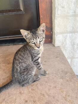 Rescue Domestic Short Hair Cats for Adoption in San Antonio, Texas - KITTEN 4 | PetCurious