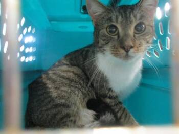 Domestic Short Hair Cats Available for Adoption - HOBBES | PetCurious