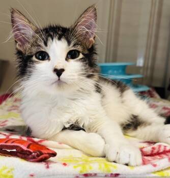 Domestic Short Hair Cats Available for Adoption in Irondequoit, New York - Heart | PetCurious