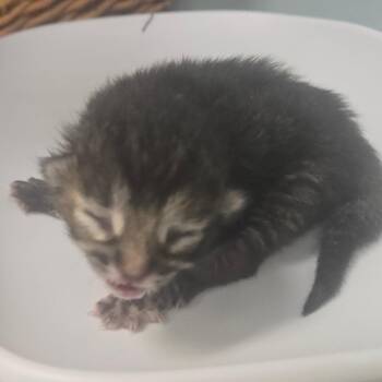 Honey -  Domestic Short Hair Cat for Adoption in Milton, Florida - Honey | PetCurious