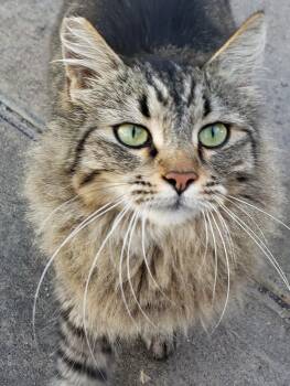 Maine Coon Cats Available for Adoption - Lovey | PetCurious