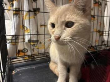 Diane (E64) -  Domestic Short Hair Cat for Adoption in Lafayette, Indiana - Diane (E64) | PetCurious