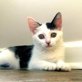 Artemis -  Domestic Short Hair Cat for Adoption in Brownsboro, Alabama - Artemis | PetCurious