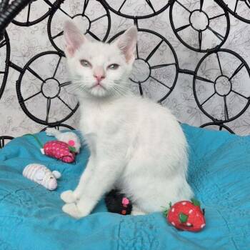 Stuart Little -  Domestic Short Hair Cat Available for Adoption in Tucson, Arizona - Stuart Little | PetCurious