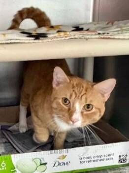 Domestic Short Hair Cats Available for Adoption in Cincinnati, Ohio - Slap Jack | PetCurious
