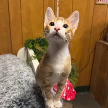 Domestic Short Hair Cats Available for Adoption in Graham, Washington - MANGO (bonded With Kelly) | PetCurious