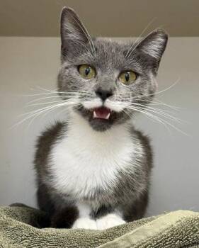 Mulberry Lulu -  Domestic Short Hair Cat for Adoption in Fairfax, Virginia - Mulberry Lulu | PetCurious