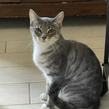 Floweriez -  Domestic Short Hair Cat for Adoption in Hopkinton, Massachusetts - Floweriez | PetCurious