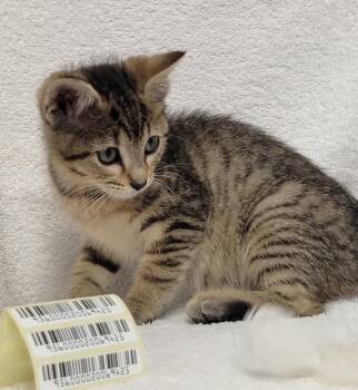 Kitten A -  Domestic Short Hair Cat for Adoption in Sunnyvale, Texas - Kitten A | PetCurious