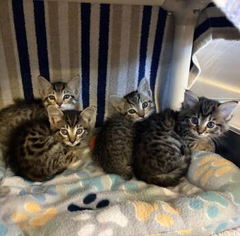 Harrison -  Domestic Medium Hair Cat for Adoption in Oakland, California - Harrison | PetCurious