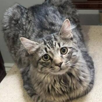 Domestic Medium Hair Cats Available for Adoption in Fredericksburg, Virginia - Pew Pew Kachoo | PetCurious