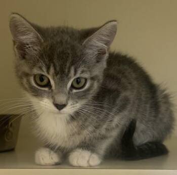 Little Lotte -  Domestic Short Hair Cat for Adoption in Chamblee, Georgia - Little Lotte | PetCurious