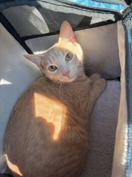 Rescue Domestic Short Hair Cats for Adoption in Chamblee, Georgia - Peter - IN FOSTER | PetCurious