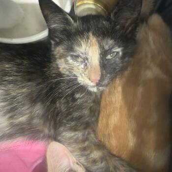 Brenda -  Domestic Short Hair Cat for Adoption in Etna, Pennsylvania - Brenda | PetCurious