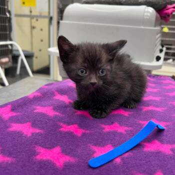 Iris 26-06-164 -  Domestic Short Hair Cat for Adoption in Bastrop, Texas - Iris 26-06-164 | PetCurious