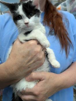 Rescue Domestic Short Hair Cats for Adoption in Rustburg, Virginia - Huntress - At Shelter | PetCurious