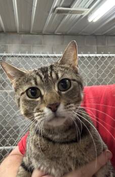 Momma -  Domestic Short Hair Cat for Adoption in Campbellsville, Kentucky - Momma | PetCurious