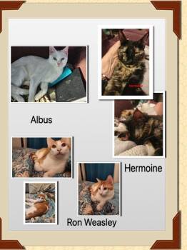 Domestic Short Hair Cats Available for Adoption in Ladonia, Texas - Kittens-Harry Potter | PetCurious