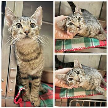 Pete -  Domestic Short Hair Cat for Adoption in New York, New York - Pete | PetCurious