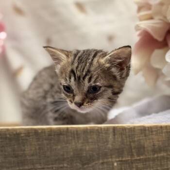 Lucy -  American Shorthair Cat for Adoption in Newberg, Oregon - Lucy | PetCurious