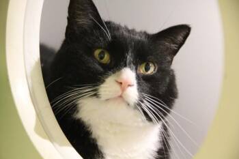 Domestic Short Hair Cats Available for Adoption in Winnipeg, Manitoba - Fluffy | PetCurious