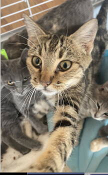 Rescue Bengal and Domestic Short Hair Cats for Adoption in San Diego, California - Princess (Fka Alaric) | PetCurious