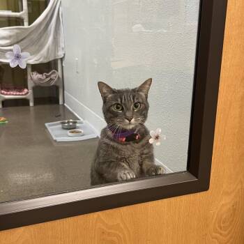 Domestic Short Hair Cats Available for Adoption - Rocky Road | PetCurious