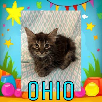 Domestic Long Hair Cats Available for Adoption in Royse City, Texas - Ohio | PetCurious