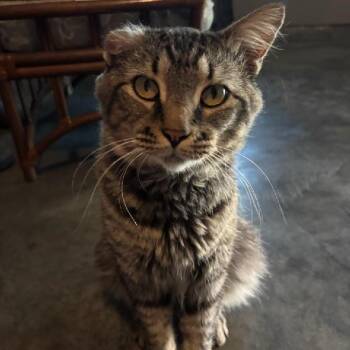 JR -  Siberian and Maine Coon Cat for Adoption in Mount Vernon, Illinois - JR | PetCurious