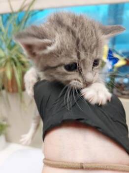 Sylvar -  Domestic Short Hair Cat for Adoption in Fishers, Indiana - Sylvar | PetCurious